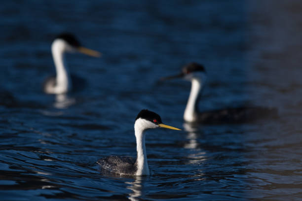 istock Three Western Grebes swimming together on Lake Hodges during spring courtship 2205416557