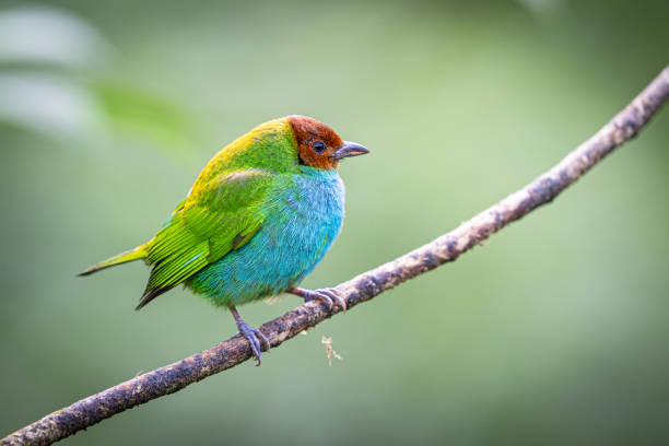 istock The bay-headed tanager, Tangara gyrola, is a medium-sized passerine bird. 2205416623