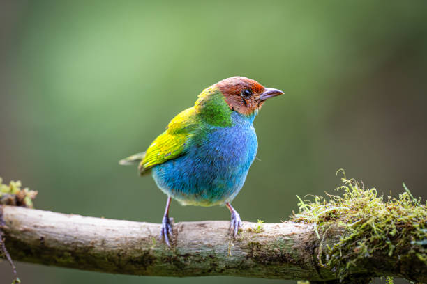 istock The bay-headed tanager, Tangara gyrola, is a medium-sized passerine bird. 2205416778