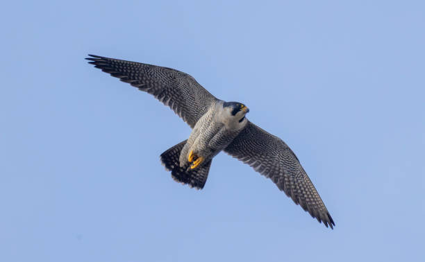 istock Peregrine falcon 2205416799