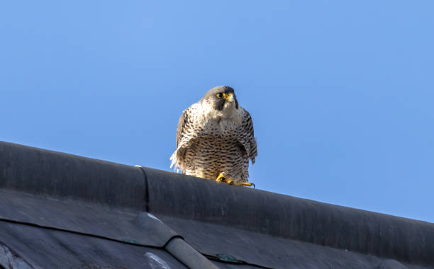 istock Peregrine falcon 2205416805