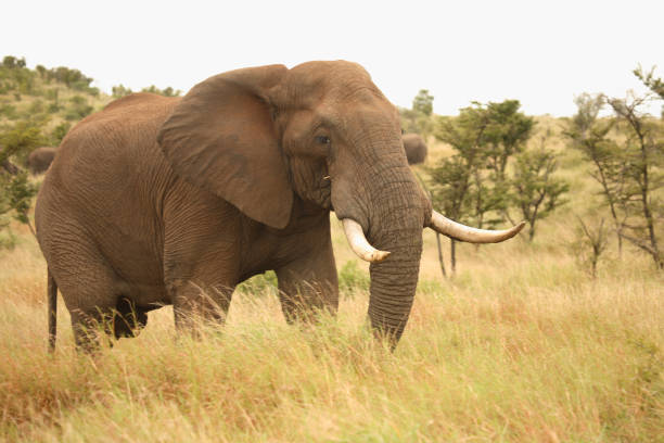 istock Afrikanischer Elefant / African elephant / Loxodonta africana 2205417204
