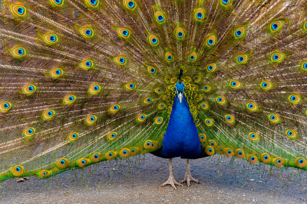 istock Peacock displaying vibrant feathers in a natural setting during daylight hours 2205417345
