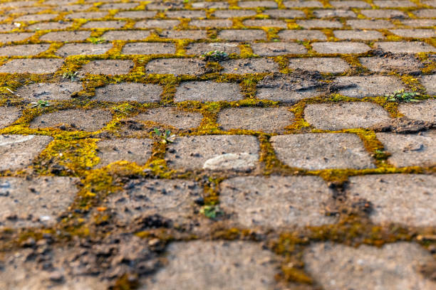 Moss-covered cobblestones in an old pathway create a rustic and charming ambiance during golden hour stock photo