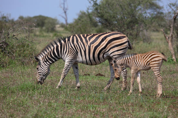 istock Steppenzebra / Burchell's Zebra / Equus burchellii 2205417389