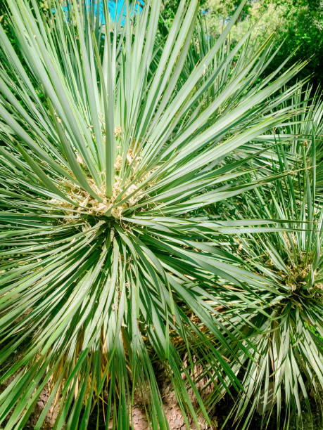 Close-up of a spiky green yucca plant with sharp, radiating leaves