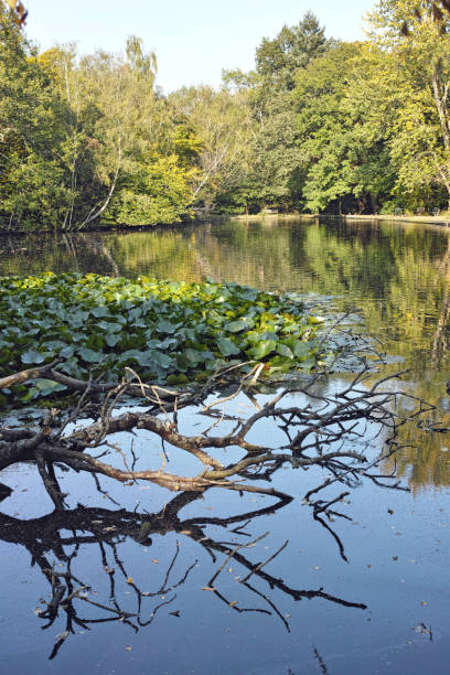 istock Whitewebb Forest Pond in Whitewebbs Park 2205417879