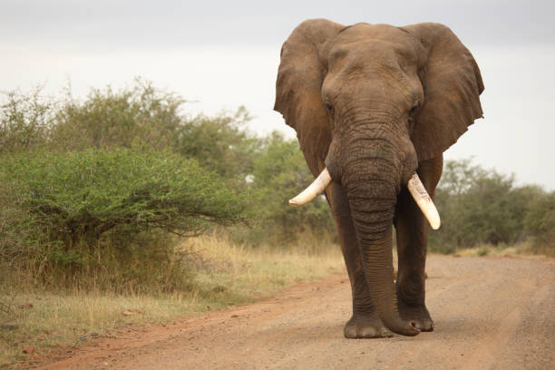 istock Afrikanischer Elefant / African elephant / Loxodonta africana 2205418542