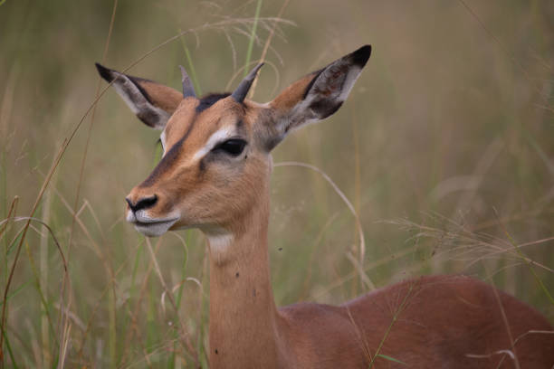 istock Schwarzfersenantilope / Impala / Aepyceros melampus 2205418559