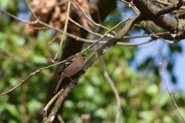 male chaffinch (Fringilla coelebs)