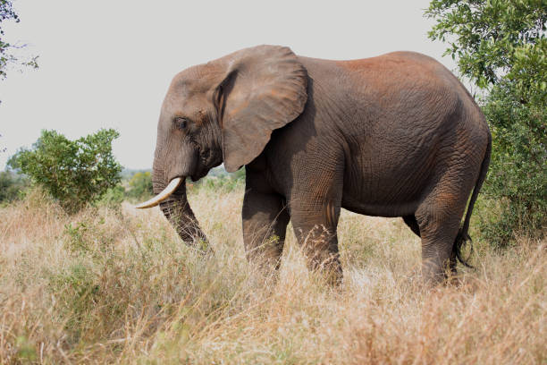 istock Afrikanischer Elefant / African elephant / Loxodonta africana 2205418626
