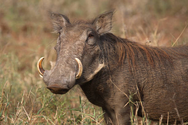 istock Warzenschwein / Warthog / Phacochoerus africanus 2205418658