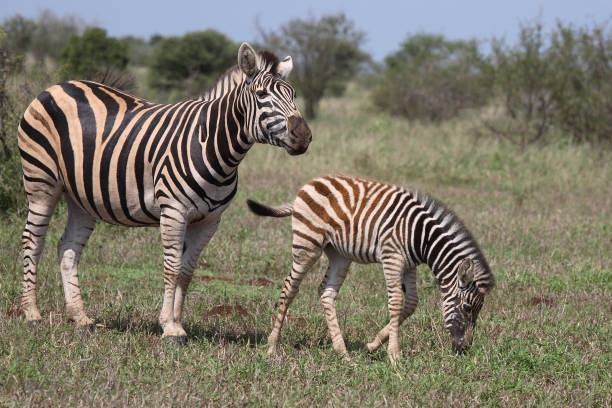 istock Steppenzebra / Burchell's Zebra / Equus burchellii 2205418881