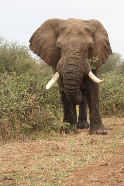 istock Afrikanischer Elefant / African elephant / Loxodonta africana 2205419034