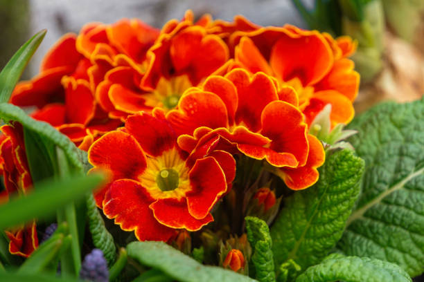 Blooming spring flowers. Orange ad red primroses in the flowerpot. Easter flower arrangement