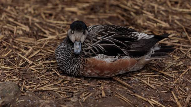 istock Male Chiloe Wigeon Duck. 2205420281