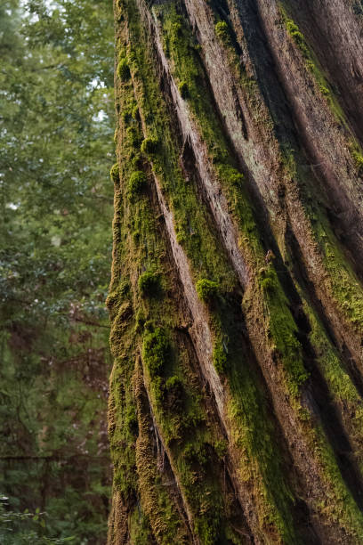 istock Moss-Covered Trunk of Massive Redwood Tree 2205421680