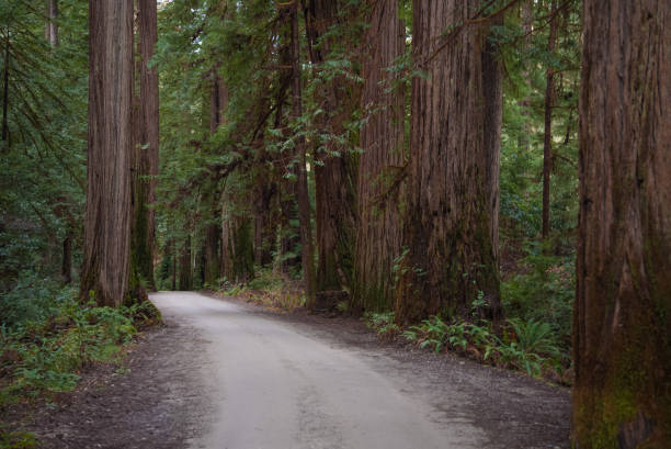 A serene, empty dirt road winding through massive redwood trees in a peaceful and lush forest. This breathtaking greenery and majestic trees create a tranquil atmosphere, perfect for showcasing the beauty and solitude of nature.