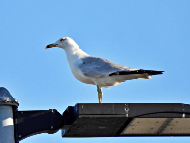 istock Ring-billed Gull (Larus delawarensis) - resting on top of a light fixture 2205421882