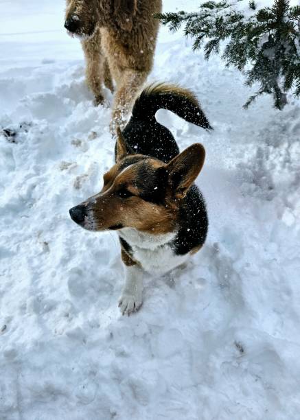 istock Dogs in a Snow Storm 2205423117
