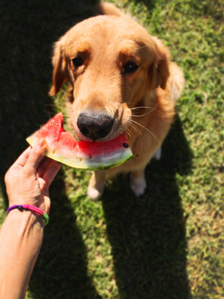 Watermelon and golden retriever