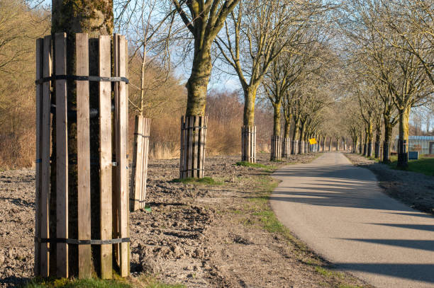 Common Ash trees protected from damage caused by roadworks with tree protectors. During road works, trees must be protected by the trunk with tree protection.