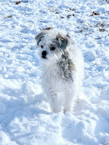 istock Small White Dog in Snow 2205425466