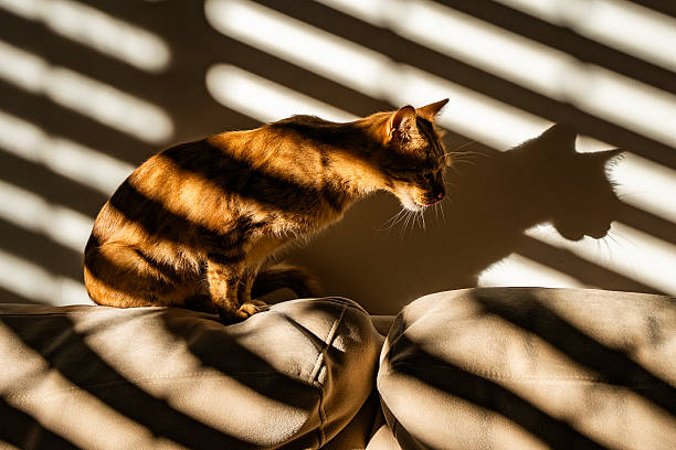 istock A Ginger Cat on a Couch in the Shadow of the Blinds 2205426914