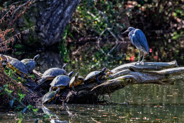 istock Heron Observing Turtles on a Log in Nature 2205427849