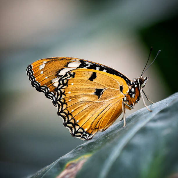 istock Close-Up of Orange Butterfly on Leaf 2205427951