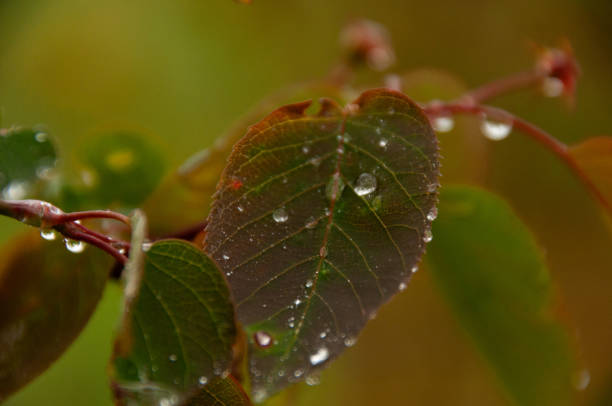 A detailed close-up of a green leaf with water droplets and a soft natural background.