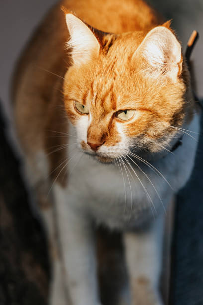 istock Ginger and white cat staring with intense gaze 2205434351