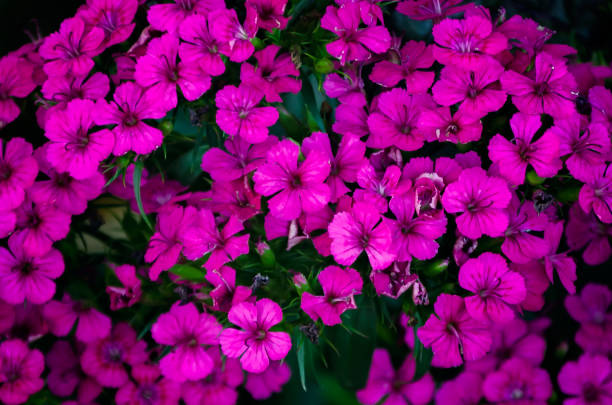 istock Sweet William (Dianthus) blooming in spring in Theodore Alabama 2205434441