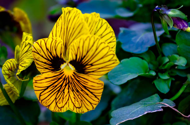 A close-up of a vibrant yellow pansy flower growing in garden soil, with dark green leaves and a withered blossom nearby. The rich texture of the petals contrasts with the earthy background, symbolizing both growth and decay in nature.