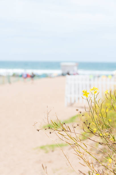 istock Access to a tourist beach with a fence and plants. 2205436472