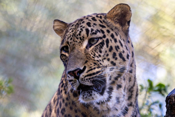 Leopard snout close