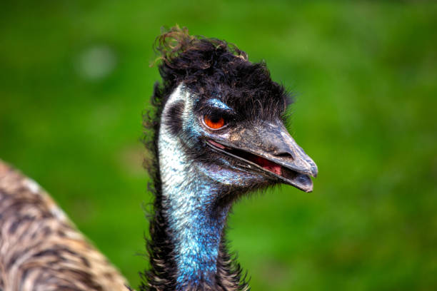 istock Emu (Dromaius novaehollandiae) - Australia's largest bird, roaming open forests and grasslands. 2205436609