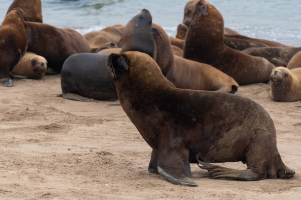 istock Sea lions resting on the shore. 2205436700