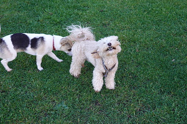 White dog joyfully holding a small stick in its mouth while playing with another dog on lush green grass in a sunny park setting