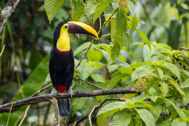 istock Yellow-throated toucan perched on a branch 2205440034