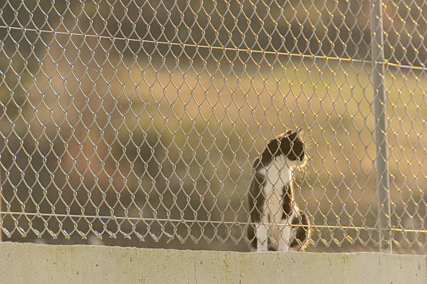 istock a cat behind a mesh wire in a block cement wall at sundown 2205440528