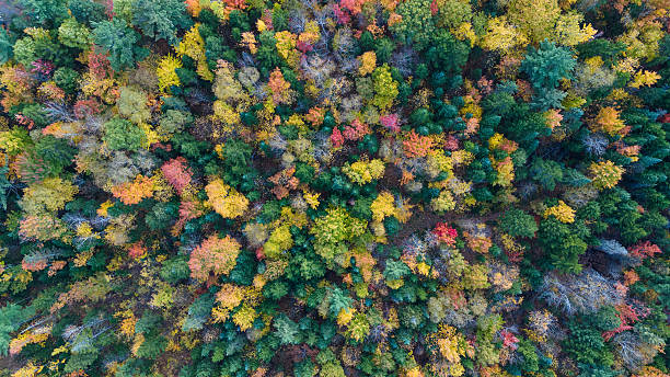 istock Aerial view over forest during automne indian summer in Quebec Canada 2205440668