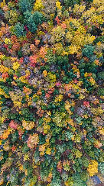 istock Aerial view over forest during automne indian summer in Quebec Canada 2205440669