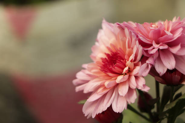 Pink chrysanthemum flower with copy space in garden