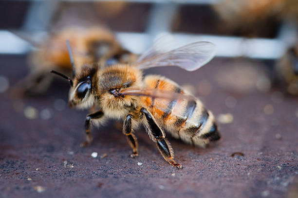 istock A worker honey bee on a wood landing board 2205442063