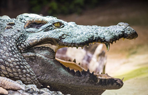 istock A Powerful Crocodile Opens Its Mighty Jaws, Revealing Sharp Teeth in a Fierce, Dominant Pose 2205442270