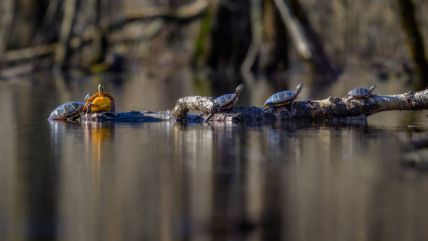 Group of Eastern Painted Turtles basking in the morning sun on semi-submerged log