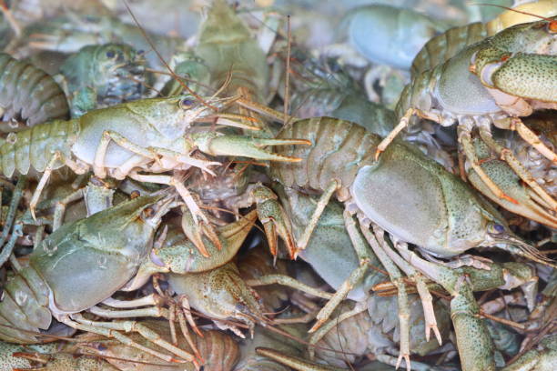 Live crayfish in a large aquarium for preparing seafood dishes. High quality photo