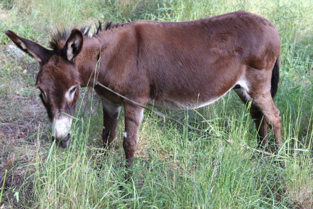 istock A small donkey eats grass and straw in the forest 2205443480