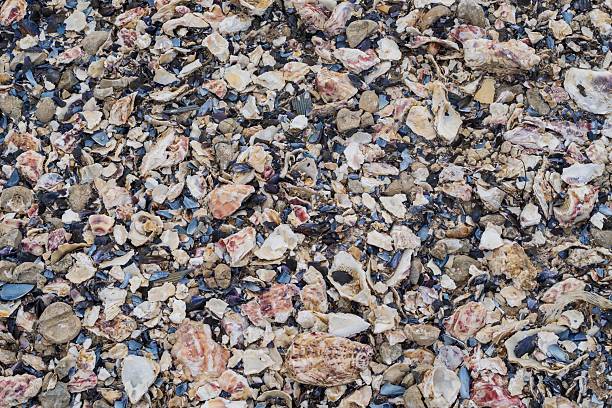 An abstract backdrop of colorful seashells on the seashore. The shells range from smooth curved surfaces to jagged, uneven edges with shades including beige, white, pink and deep purple. Some shells feature natural patterns and textures, while others are worn and fragmented. The collection creates a natural mosaic that is an integral part of the coastal environment.